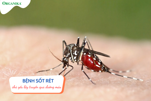 Sốt rét lây lan chủ yếu qua vật trung gian là muỗi 
