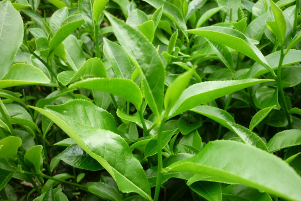 Xông mặt bằng lá trà xanh giúp nuôi dưỡng làn da khỏe đẹp từ sâu bên trong