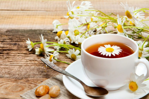 Chỉ dùng trà hoa cúc với lượng vừa phải, để tránh các tác hại dụng phụ 