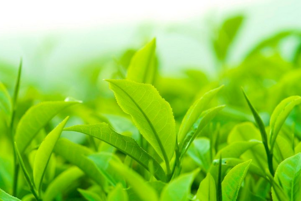  Chất chống oxy hóa trong trà xanh sẽ góp phần chống bệnh ung thư