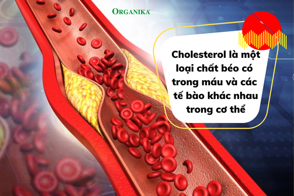 Cholesterol giữ vai trò cực kỳ quan trọng đối với sức khỏe