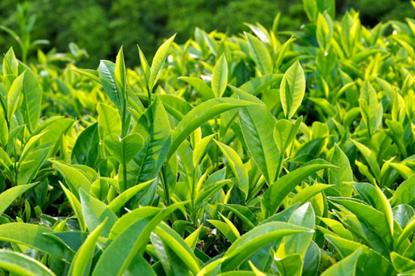 Những công dụng tuyệt vời của lá trà xanh bạn đã biết?