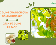 Tác dụng của bạch quả gồm những gì? Cách sử dụng ra sao? 