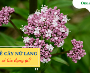 Rễ cây nữ lang có tác dụng gì?