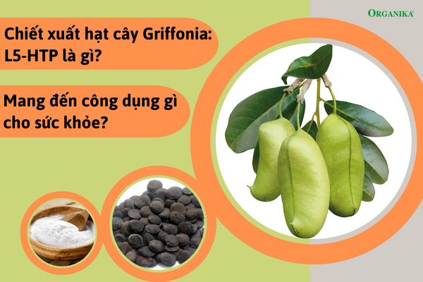 Chiết xuất hạt cây Griffonia: L5-HTP là gì? Mang đến công dụng gì cho sức khỏe? 