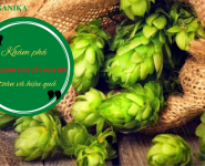 Khám phá 5 công dụng của hoa bia đối với sức khỏe