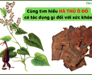 Cùng tìm hiểu hà thủ ô đỏ có những tác dụng gì đối với sức khỏe