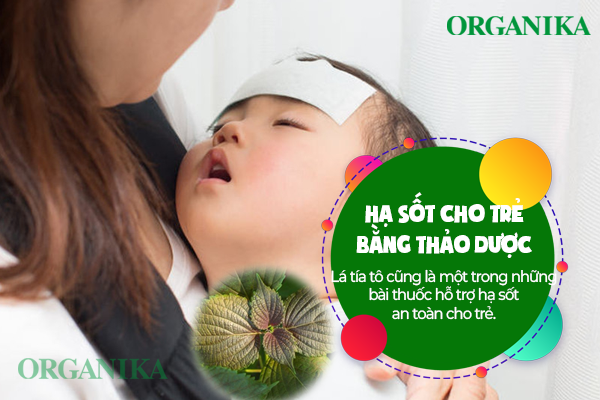 Sử dụng lá tía tô cũng là một trong những phương pháp hạ sốt cho trẻ bằng thảo dược được tin chọn.