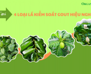 Bật mí 4 loại lá kiểm soát gout hiệu nghiệm