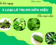 Bỏ túi ngay 5 loại lá trị ho hữu ích cho mọi nhà