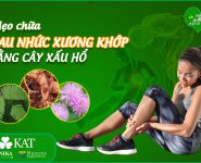 Mẹo chữa đau nhức xương khớp bằng cây xấu hổ