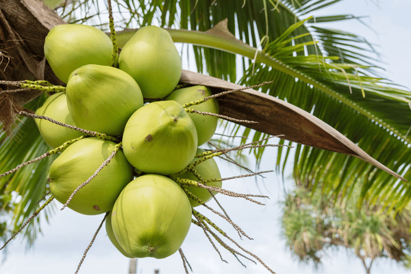 Làm đẹp da là một trong những công dụng của nước dừa tươi