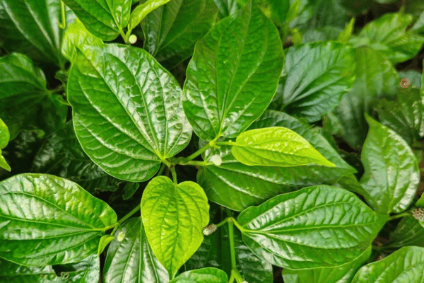 Lá lốt là loại cây thân thảo sống lâu năm