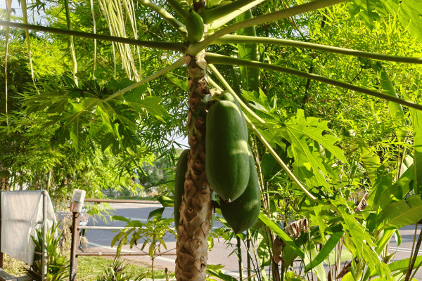 Giá trị dinh dưỡng của quả đu đủ xanh