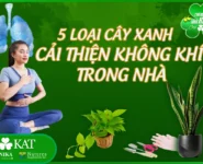 5 loại cây xanh giúp cải thiện chất lượng không khí tại nhà 5 loại cây xanh giúp cải thiện chất lượng không khí tại nhà