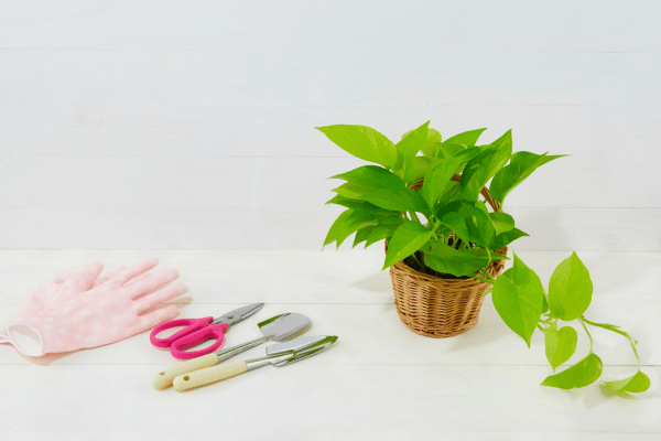 Cây trầu bà giúp cải thiện không khí trong nhà